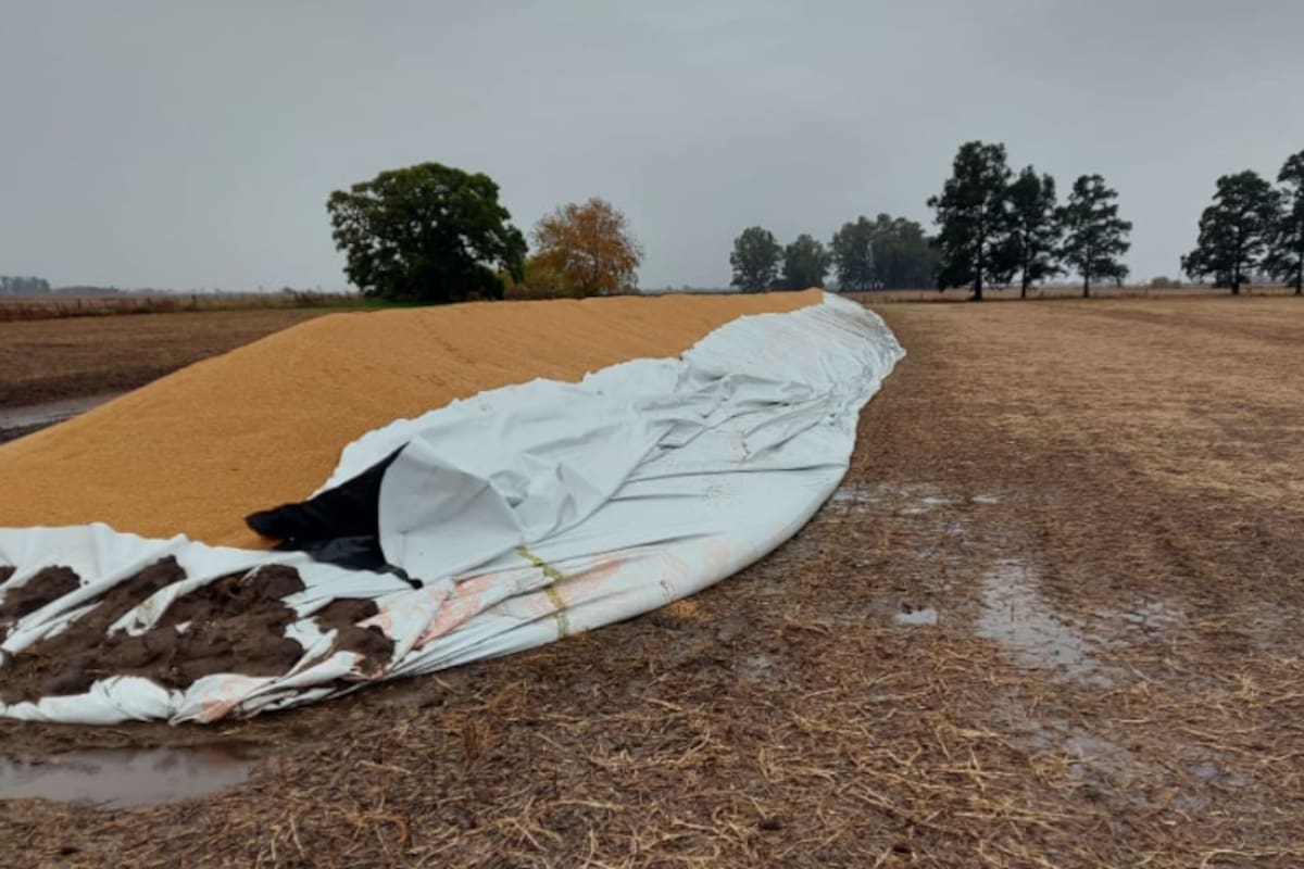 En Baigorrita, al productor Luis Zarkovich le rompieron un silobolsa con 180 toneladas de trigo