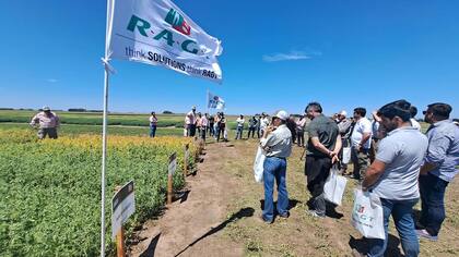 En Balcarce, provincia de Buenos Aires "se presentarán materiales de trigo y arveja que es hoy una alternativa en crecimiento en la región y constituye un atractivo antecesor para la soja o el maíz ya sea por la liberación temprana del lote como también por la menor competencia por parte del rastrojo en el consumo de nitrógeno ara su degradación”