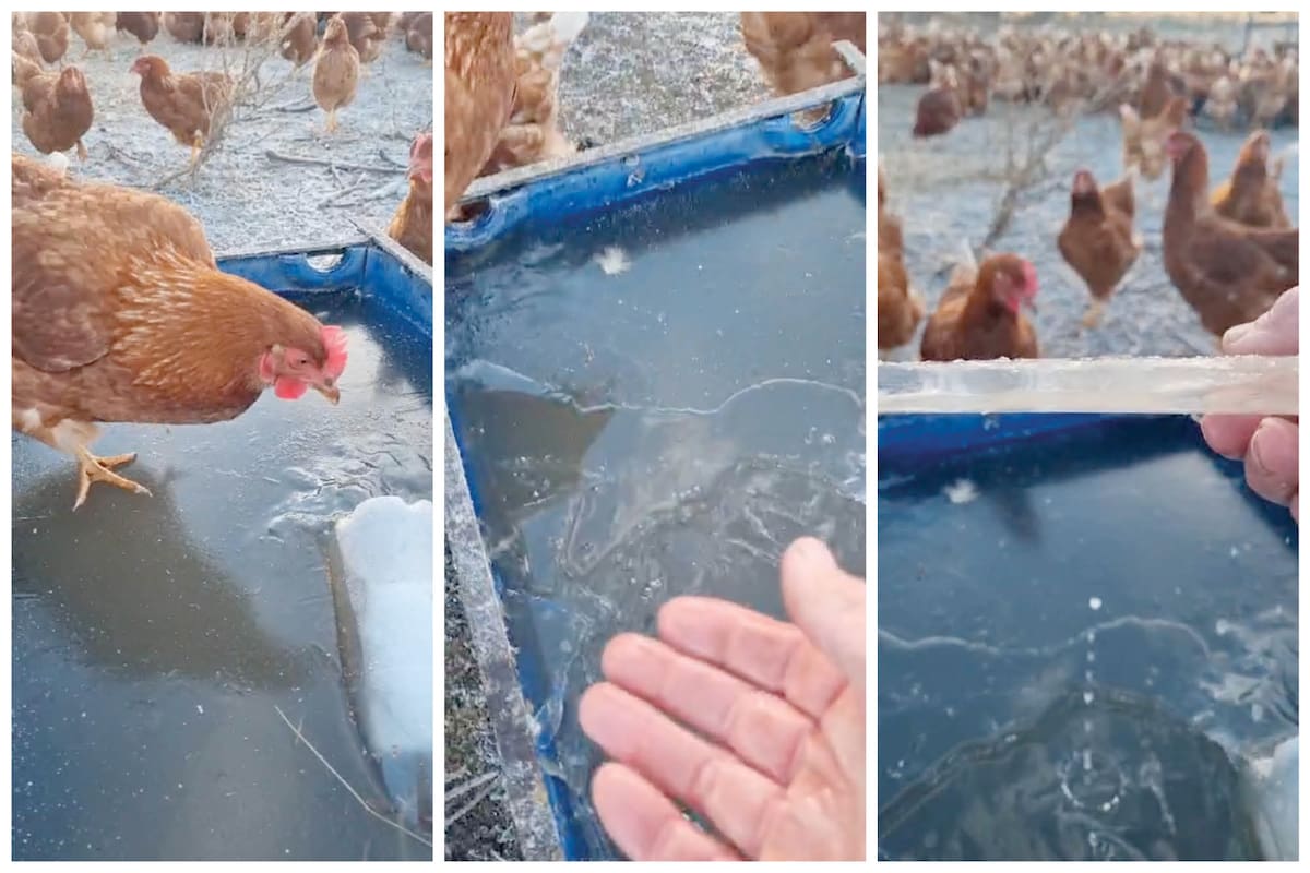 En Balcarce, provincia de Buenos Aires, un bebedero totalmente congelado por la ola de frío que atraviesa casi toda la Argentina