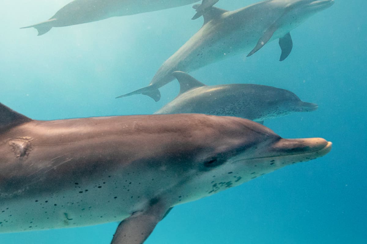 En Bimini, los visitantes pueden nadar con delfines