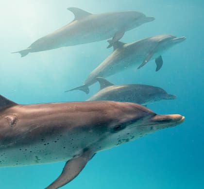 En Bimini, los visitantes pueden nadar con delfines