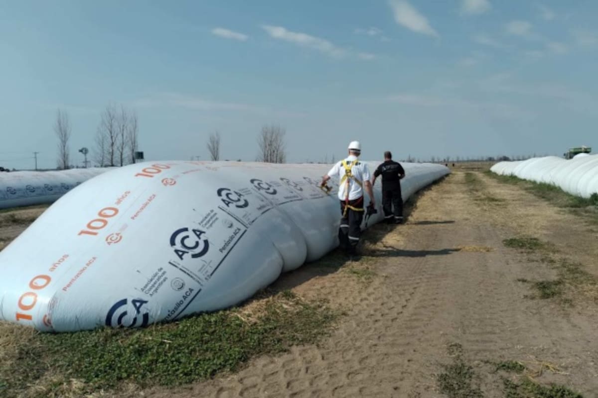 En Bolívar, en una aceitera y una planta de acopio de alimento balanceado la AFIP interdictó 2500 toneladas de maíz, según informó