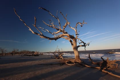 En Boneyard Beach la naturaleza ha creado caprichosas formas con los árboles en la playa