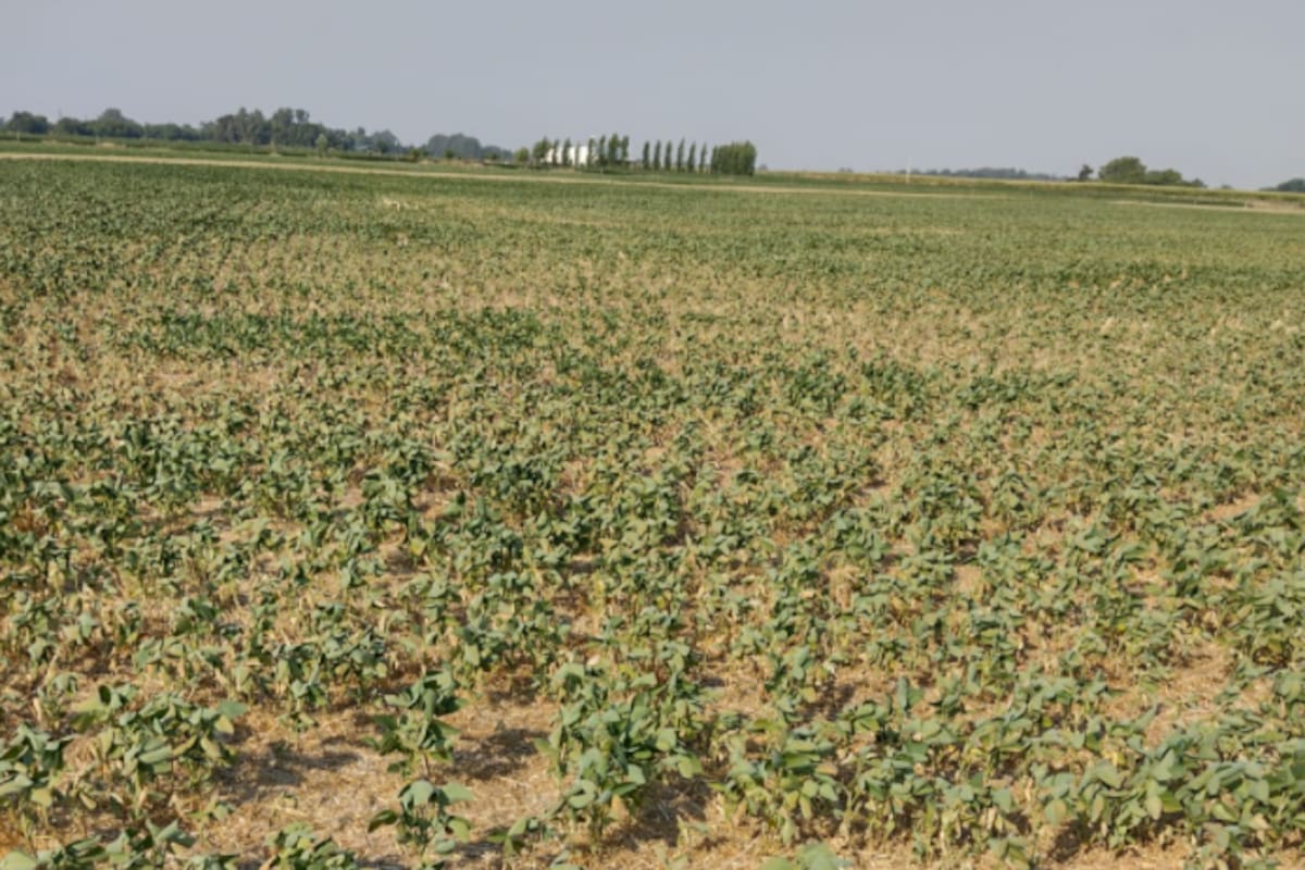 En Bragado, en la provincia de Buenos Aires, un lote de soja afectado por la sequía