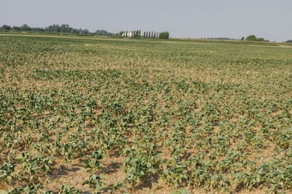 En Bragado, en la provincia de Buenos Aires, un lote de soja afectado por la sequía