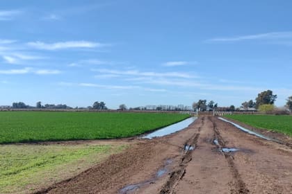 En Bragado llovió 44 mm y los trigos están en buen estado