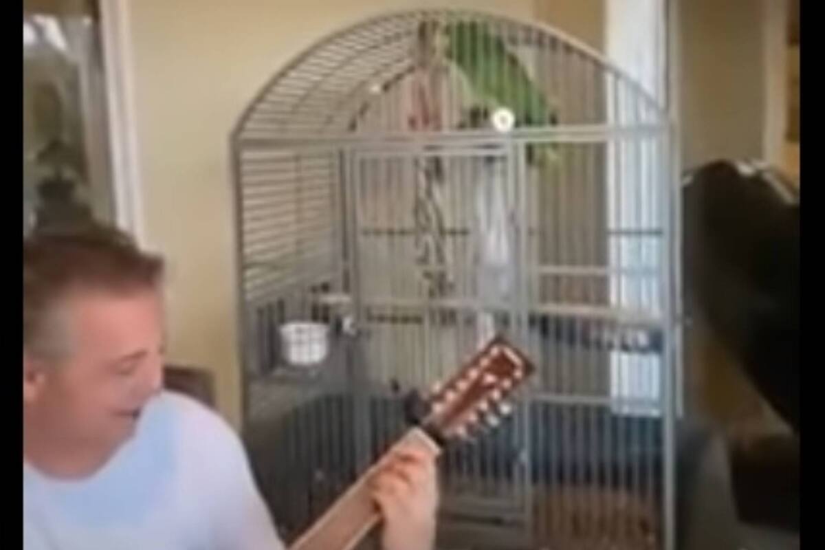 En Brasil, un loro imita un famoso tema de Led Zeppelin.