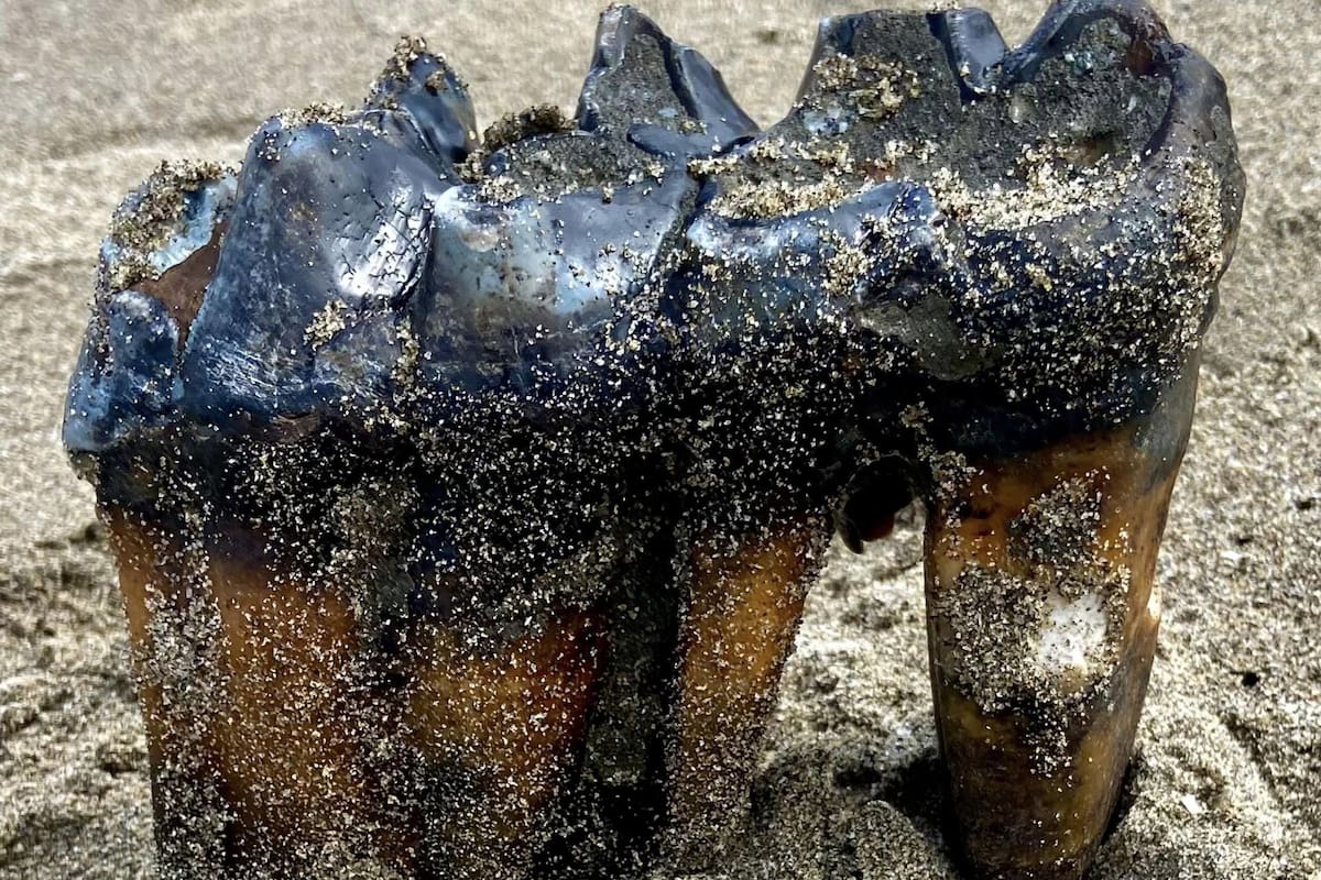 En California, una mujer encontró un molar que perteneció a un mamífero de la Edad de Hielo