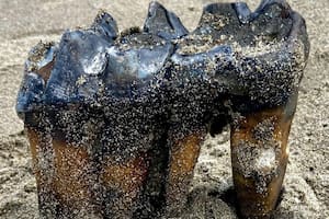 En California, una mujer encontró un molar que perteneció a un mamífero de la Edad de Hielo