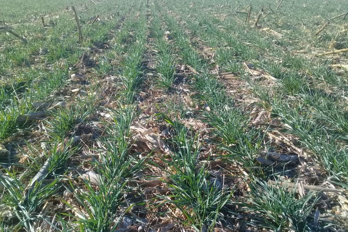 En Camilo Aldao. Al sembrarse bastante superficie sobre maíz, el rastrojo a su vez contribuyó eficazmente en reducir la evaporación del lote