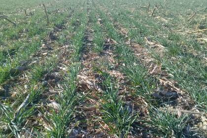 En Camilo Aldao. Al sembrarse bastante superficie sobre maíz, el rastrojo a su vez contribuyó eficazmente en reducir la evaporación del lote