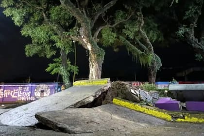 En Campana, debido al temporal, varios árboles se cayeron