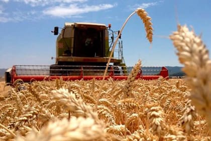 En campos alquilados en la zona núcleo hay pérdidas