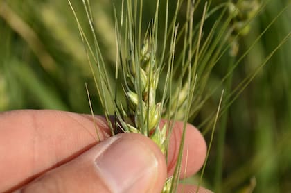 En campos arrendados, los rindes de indiferencia se disparan y condicionan la elección del cultivo