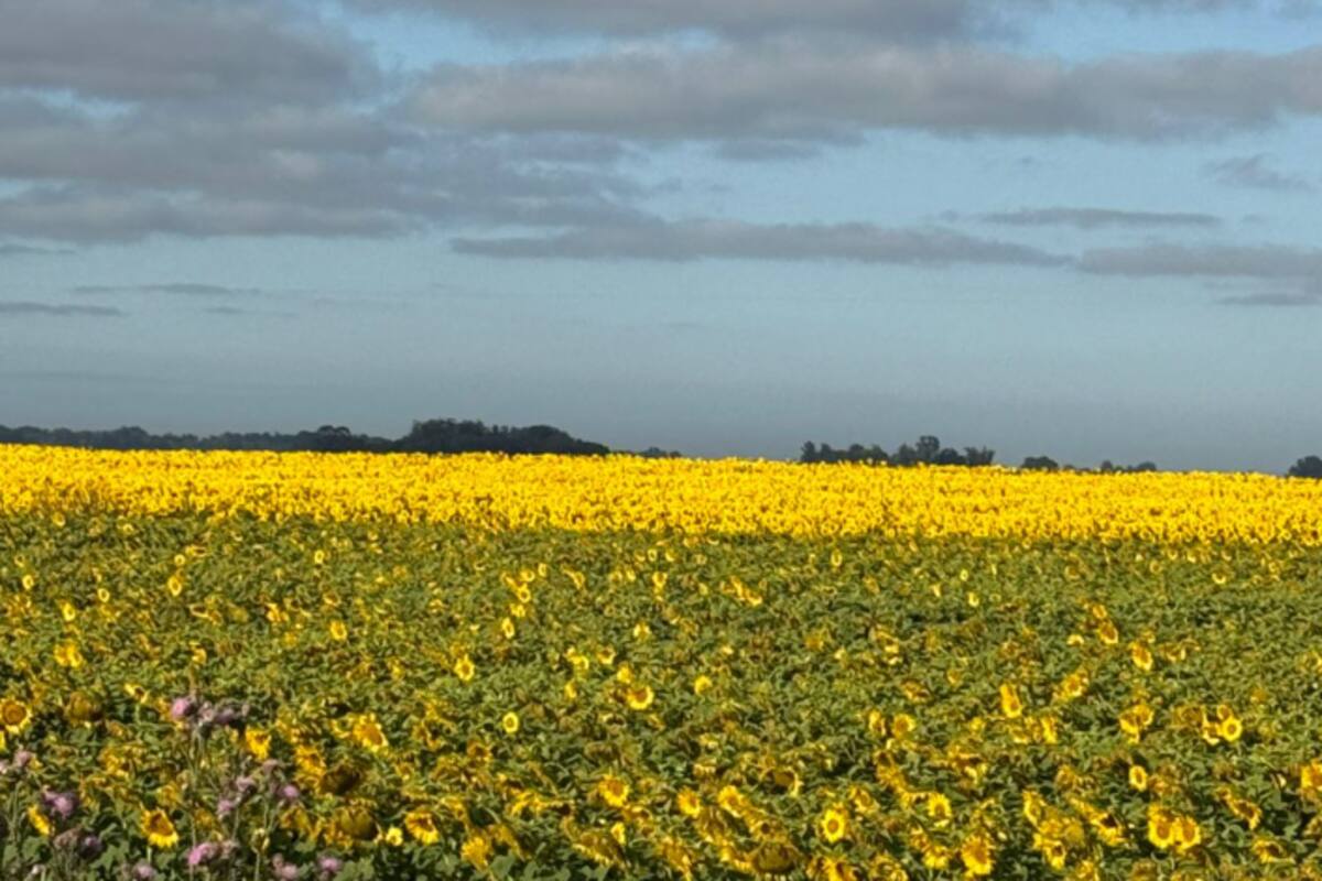 En campos profundos, el cultivo que mejor está sorteando la sequía es el girasol