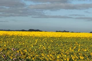 Una importante región agrícola tuvo una de las peores sequías en 40 años