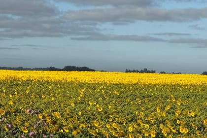 En campos profundos, el cultivo que mejor está sorteando la sequía es el girasol