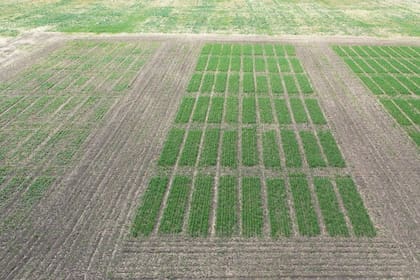 En Canadá la empresa produce entre 20 y 30 toneladas diarias de biofertilizantes