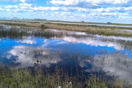 En Carlos Casares, el aumento de las lluvias y la presencia de agua en los lotes condicionan las decisiones de siembra