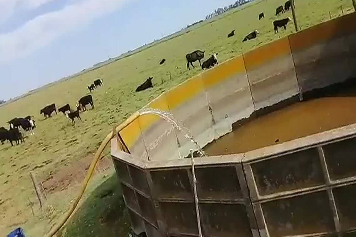 En Carlos Tejedor hay productores que buscan comprar agua porque ya no tienen en su campo o la disponible no es de calidad para la hacienda