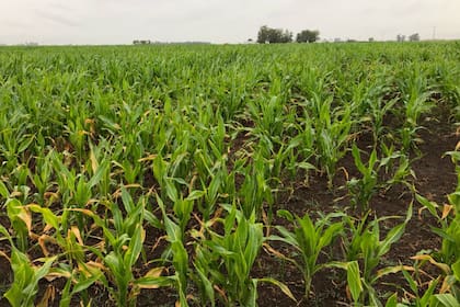En Carlos Tejedor, un lote de maíz afectado por la ola de calor y la falta de agua, tras las lluvias que comenzaron el jueves por la tarde