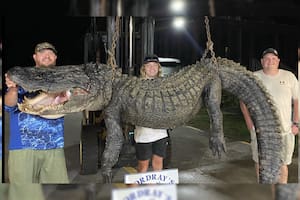 En Carolina del Sur, capturaron un cocodrilo gigante de casi cuatro metros de largo