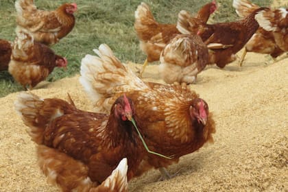 En Carrefour dicen que los consumidores están atentos al origen de los productos