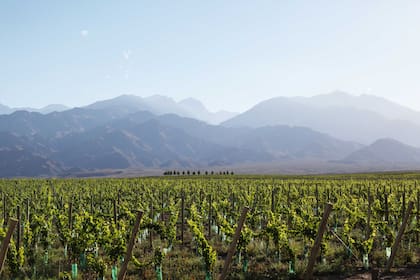 En Casa de Uco se ofrecen viviendas a construir -llave en mano- sustentables y de estilo minimalista que, con lote incluido, arrancan en los US$550.000.