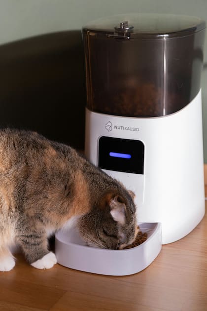 En caso de que el gato se niegue a comer, es importante mantenerlo controlado