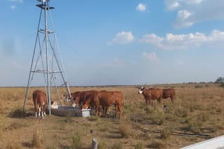 Todo lo que hay que saber sobre la calidad del agua para la producción de carne o leche