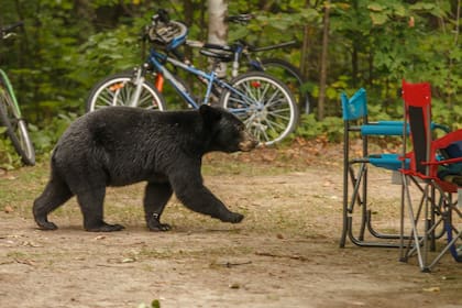 En caso de ver a un oso en un lugar inusual, es imprescindible contactar a las autoridades