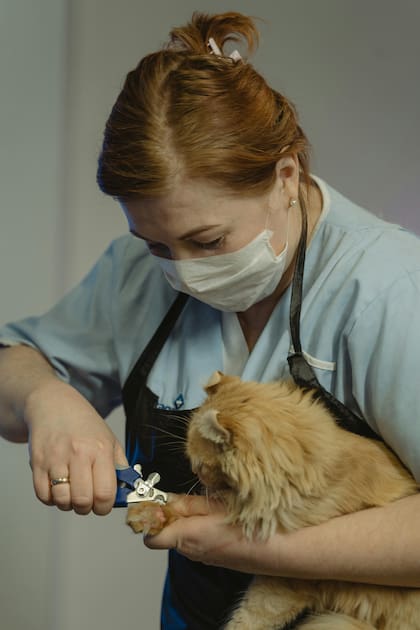 En casos de garras encarnadas, gatos agresivos o dueños inexpertos, acudir a un profesional es la mejor opción