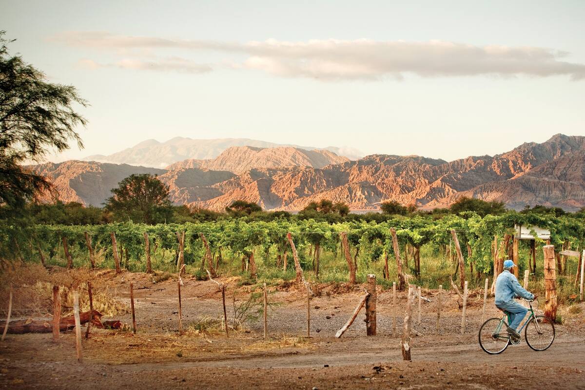 En Catamarca, vinos con altura que se suman al mapa vitivinícola del país