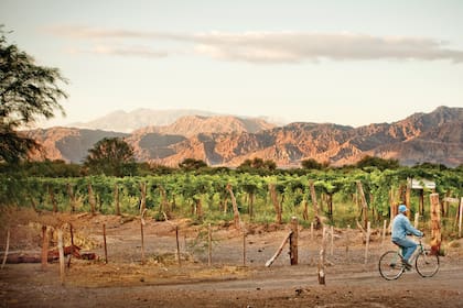 En Catamarca, vinos con altura que se suman al mapa vitivinícola del país