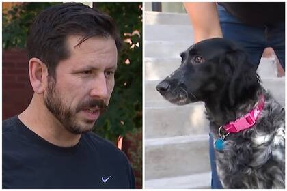 En Chicago, un hombre recuperó a su perra luego de que le robaran el auto con ella adentro