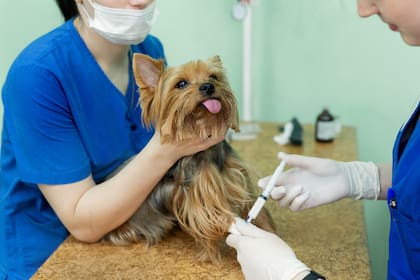 En la industria veterinaria advierten dificultades para el ingreso de principios activos