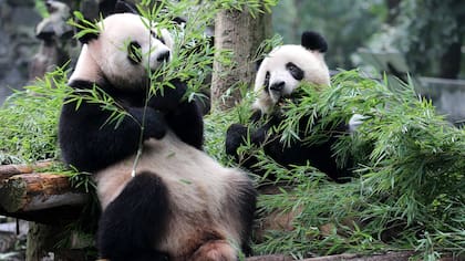 En China, matar a un panda se castiga con prisión e incluso pena de muerte