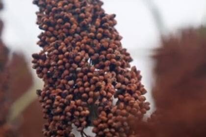 En China se hace una bebida alcohólica de fuerte graduación con el sorgo y que una botella de menos de 1 litro vale casi 1000 dólares