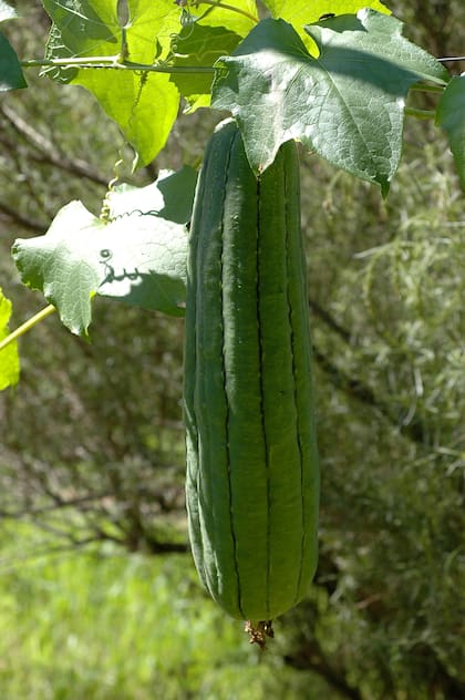 En China, Vietnam y Tailandia los frutos inmaduros del fruto se consumen como si fueran zapallitos.