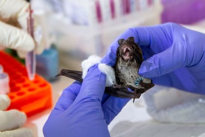 En China y el sureste asiático son frecuentes las investigaciones con murciélagos para prevenir futuros patógenos.