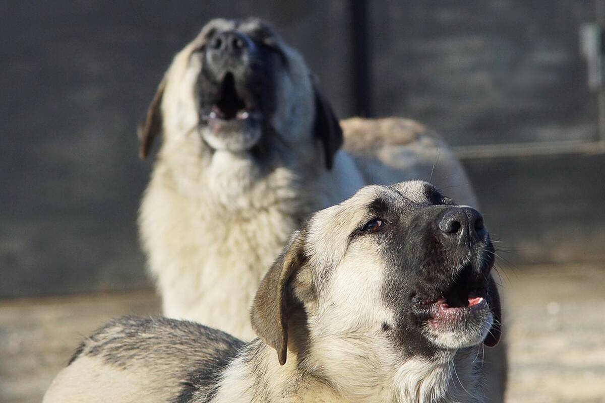 En Chovet, Santa Fe, los productores hablan de animales que fueron abandonados