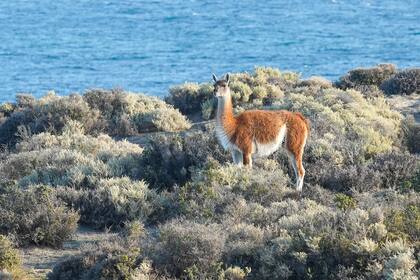 En Chubut, la Reserva Natural de la Defensa Punta Buenos Aires es la primera de su estilo y fue creada en 2008 para conservar 7000 hectáreas de estepa patagónica y Mar Argentino.