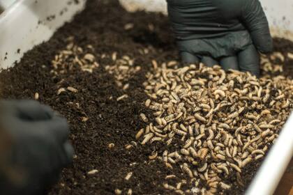 En COrdoba est·n produciendo alimentos para animales con insectos.
CRIAN las moscas, sacan larvas y de aHI hacen un preparado que es muy nutritivo.
Es lo que se llama economÌa circular.