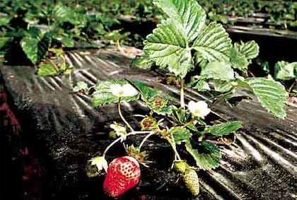 En Coronda se produce la mayor cantidad de frutillas