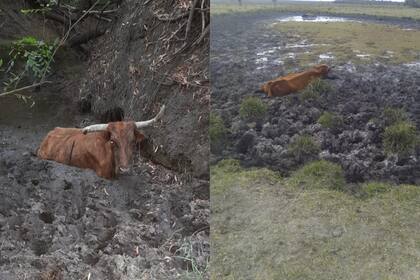 En Corrientes la sequía agravó la situación de la ganadería