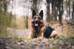 En cualquier caso, todos los perros guardianes deben ser adiestrados lo más temprano posible