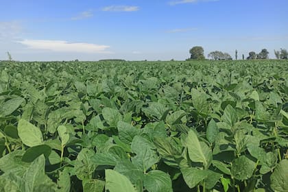 En cuatro décadas, la selección convencional, la biotecnología y la genómica fueron los factores para llegar a la situación actual, que puede seguir mejorando gracias a las nuevas herramientas que la ciencia pone a disposición de la agricultura, como sensores, vehículos aéreos no tripulados y robots