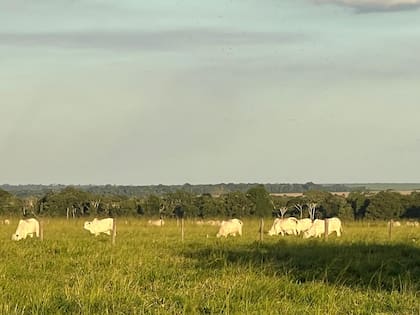 En detalle, el PBI de Mato Grosso se incrementó desde 2002 a 2020 a un ritmo de 5,4% acumulado/año, el triple que del resto de Brasil
