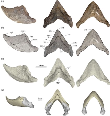 En detalle, la mandíbula de la tortuga gigante
