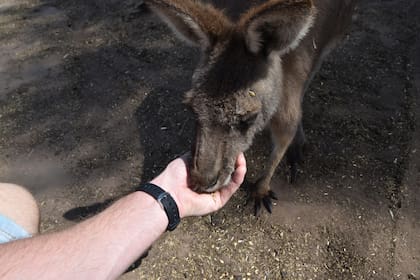 En días australianos.